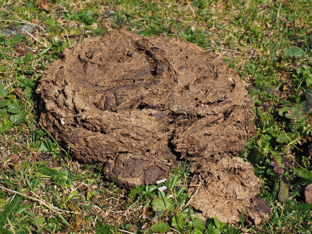 Cow pat in field